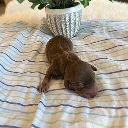 Maserati - Chocolate and tan male Dachshund puppy in Menifee, California from Dachshunds in SoCal