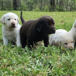 Labrador Retrievers from Swamp Dawg Labradors