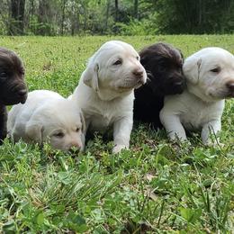Labrador Retrievers from Swamp Dawg Labradors
