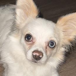 Chihuahuas from NitteSwan