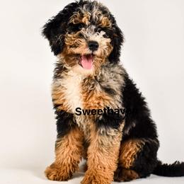 Apollo - Goldendoodle