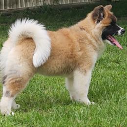Elsie - Red female Akita puppy in Wright City, Missouri from CJ's Sho-Me Akitas