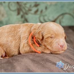 Blaze - Red  male Goldendoodle puppy in Connersville, Indiana from Deaz Doodle Ranch