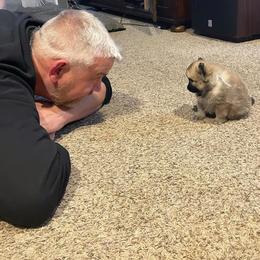 German Spitz Puppies from Legacy Kennels Michigan