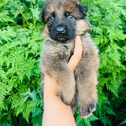 Evo - Sable male German Shepherd puppy in Youngsville, North Carolina from Di casa Esperanza
