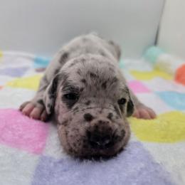 Levi - Merle male Great Dane puppy in Kannapolis, North Carolina from Carolina Great Danes & Toy Poodles