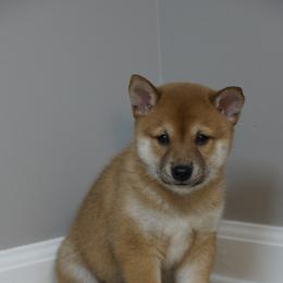 Shiba Inu Puppies from Veronika's Shiba Inus