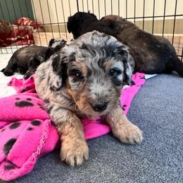 Cola - Blue merle male Aussiedoodle puppy in Nottingham, Pennsylvania from Nottingham Aussiedoodles