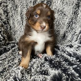 Australian Shepherd Puppies from Burdock Hill Australian Shepards