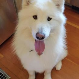 Alaskan Malamutes from NORTH WINDS ALASKAN MALAMUTES