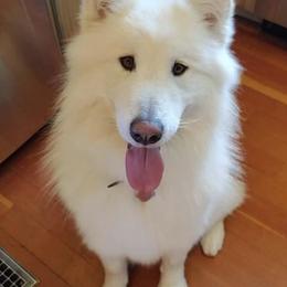 Alaskan Malamutes from NORTH WINDS ALASKAN MALAMUTES