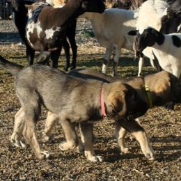 Spanish Mastiff Puppies from Hoof and Fang Spanish Mastiffs