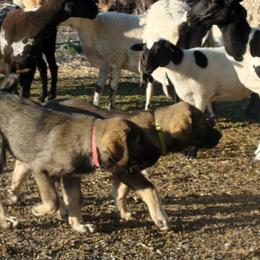 Spanish Mastiff Puppies from Hoof and Fang Spanish Mastiffs