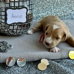 Annie (red) - Apricot female Goldendoodle puppy in St. George, Utah from Dashing Doodle Pups