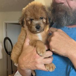 Cheddar - Red tri-color male Aussiedoodle puppy in Tonasket, Washington from V5 Aussies