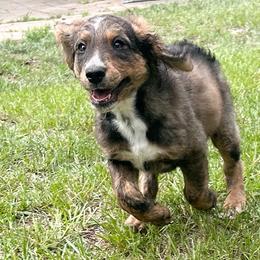 Blue collar - Brown merle male Aussiedoodle puppy in Melrose, Florida from Howdilly Doodley