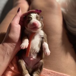 Australian Shepherd Puppies from Aussome Aussies