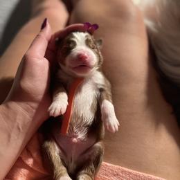 Australian Shepherd Puppies from Aussome Aussies