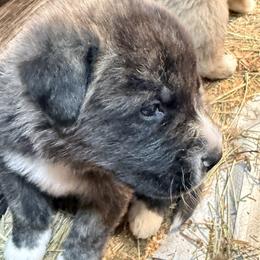 Boy 5 - Brindle male Mastiff puppy in Port Townsend, Washington from Pam’s Perfect Pugs & MasPyrs