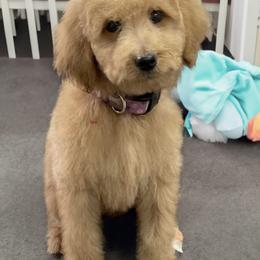 Blue - Parchment male Labradoodle puppy in Terre Haute, Indiana from Doodle Bug Love