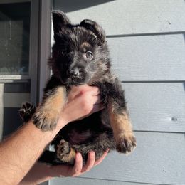 Belgian Malinois and German Shepherd Puppies from Abenteurer German Shepherds & Belgian Malinois
