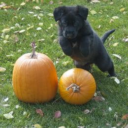 German Shepherd Puppies from Bmeerhuis German Shepherds
