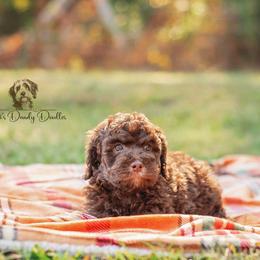 Aussiedoodle Puppies from Dani's Dandy Doodles