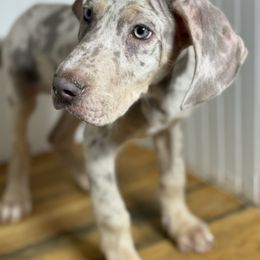 Frank - Merle male Great Dane puppy in Hutchinson, Kansas from Dappled Danes