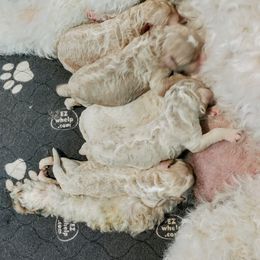 Goldendoodle Puppies from Ninnie's Doodles