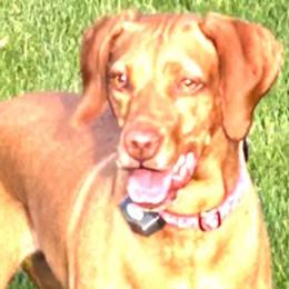Vizslas from Shepherd Family Vizslas