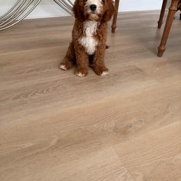 Henry - Red male Cavapoo puppy in Mint Hill, North Carolina from DoodleForever