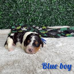 Blue boy - Tri-color male Bernedoodle puppy in Modesto, California from Two Doods Doodles