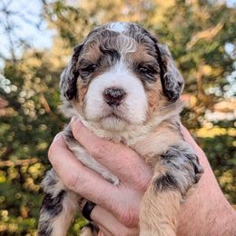 Aspen - Merle female Bernedoodle puppy in Waco, Texas from Hope Valley Doodles