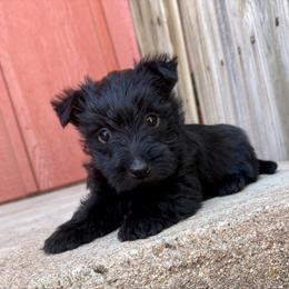 Lulu - Black female Scottish Terrier puppy in Chattanooga, Oklahoma from Lottie Dottie Scottie’s and Papillons