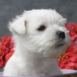 West Highland White Terriers from Wyndbrae