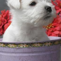 West Highland White Terriers from Wyndbrae
