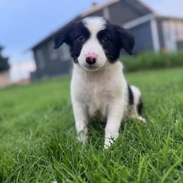 Happy - Black and white male Border Collie puppy in Oberlin, Kansas from Hangin R Kennels