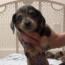 Lola - Dapple female Dachshund puppy in Miami, Florida from Teenie Bikini Weenies