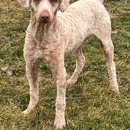 Benny - Apricot male Poodle puppy in Caldwell, Idaho from Treasure Valley Poodles