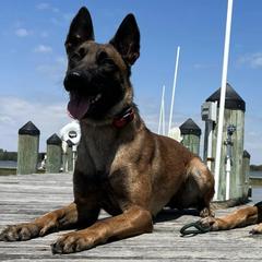 Belgian Malinois and Border Collies from RLSF kennels
