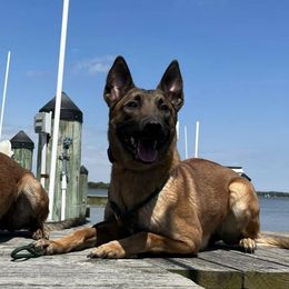 Belgian Malinois and Border Collies from RLSF kennels