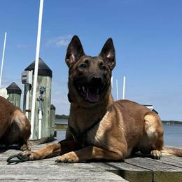 Belgian Malinois and Border Collies from RLSF kennels