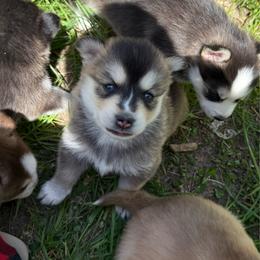 Ferrari - Wolf sable female Pomsky puppy in Greenfield, Minnesota from SRF Pomskies