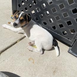 Jack Russell Terrier Puppies from Fair Dinkum Jack Russell Terriers