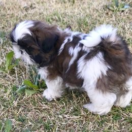 Shih Tzu Puppies from Willow Lane Shih Tzus