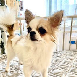 Rocket - Chihuahua