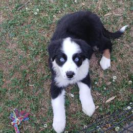 Pooh - Yellow - Boy - Black tri-color male Australian Shepherd puppy in Charlotte, North Carolina from Tranquility Trail Aussies
