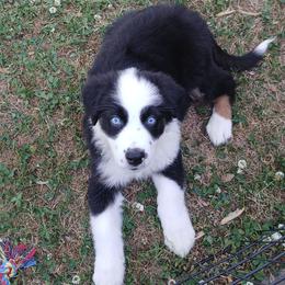 Pooh - Yellow - Boy - Black tri-color male Australian Shepherd puppy in Charlotte, North Carolina from Tranquility Trail Aussies
