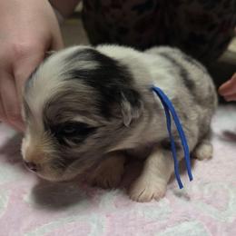 Landon - Blue merle male Miniature Australian Shepherd puppy in Leonard, Texas from Tin Roof Aussies