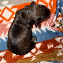 Boy 1 - Cream male Dachshund puppy in Knoxville, Tennessee from Over The Moon Minis